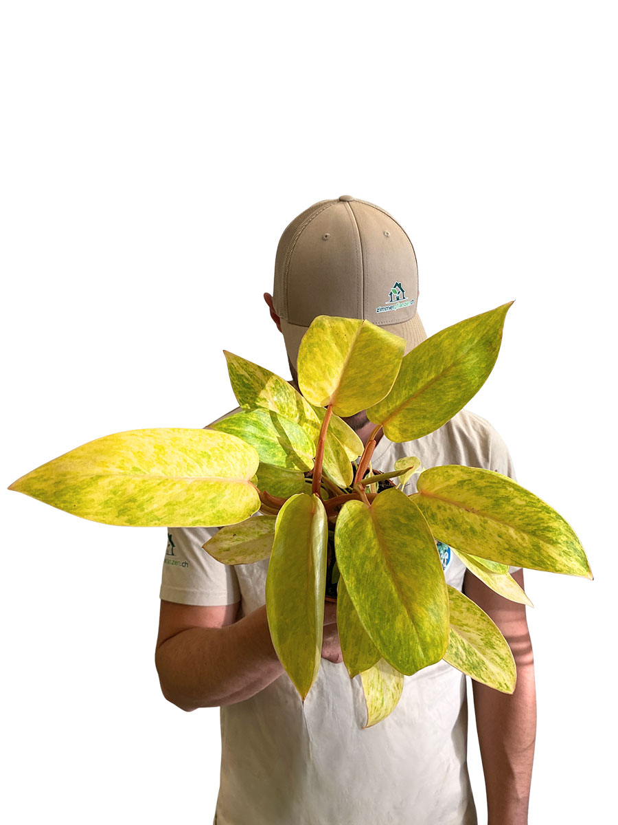 Philodendron Painted Lady