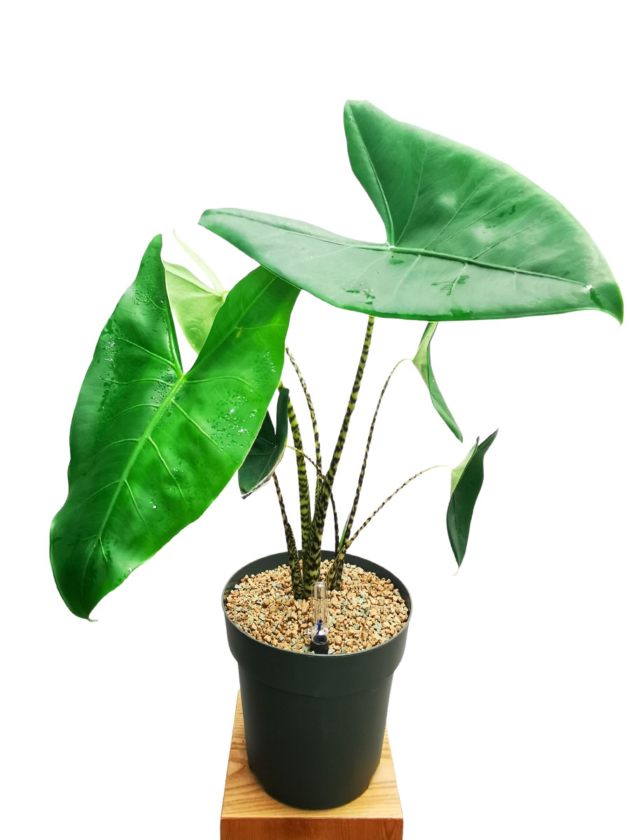 Alocasia Zebrina