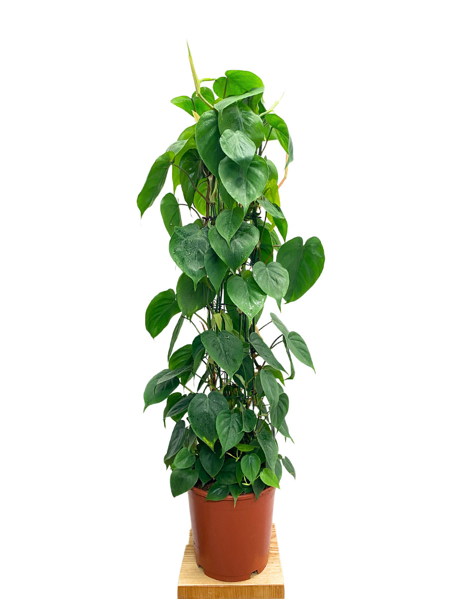 Philodendron scandens XL