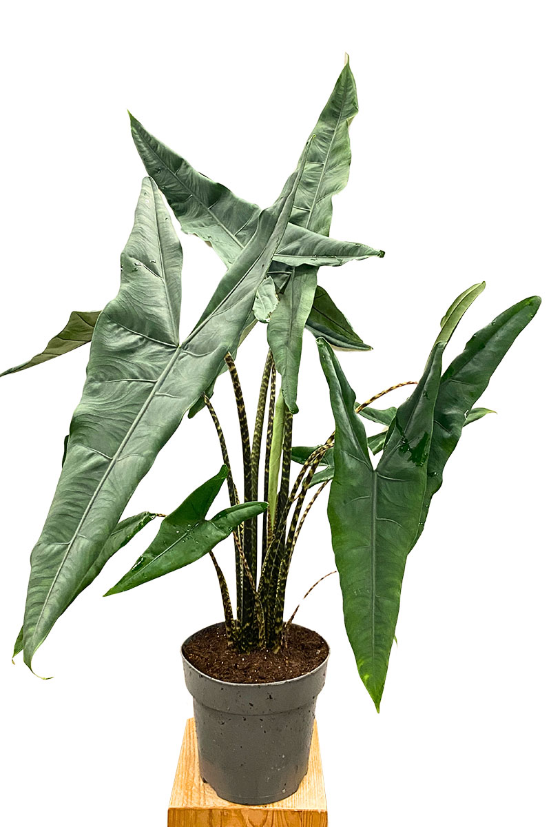 Alocasia Tigrina