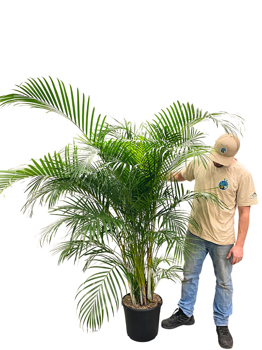 Areca Goldfruchtpalme - Gross