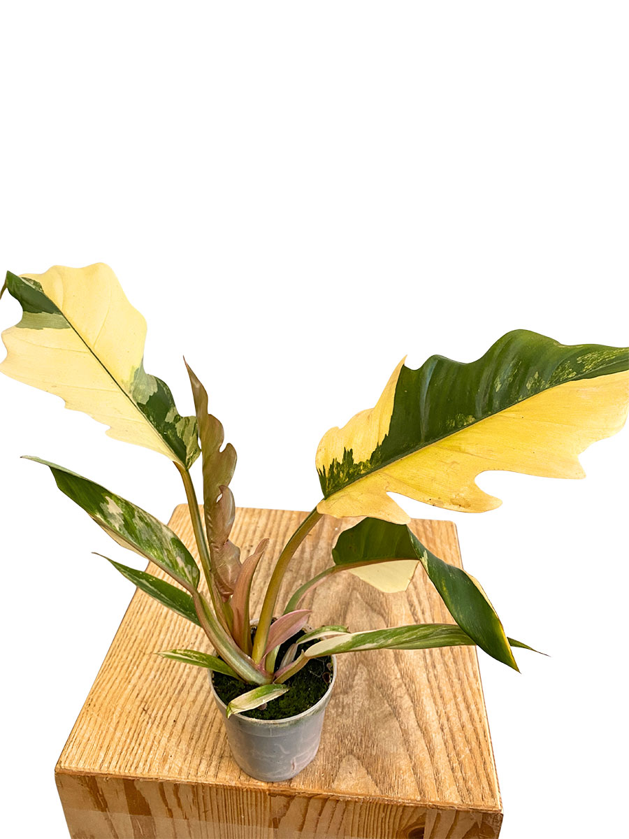 Baby Philodendron Caramel Marble Baby Philodendron Caramel Marble
