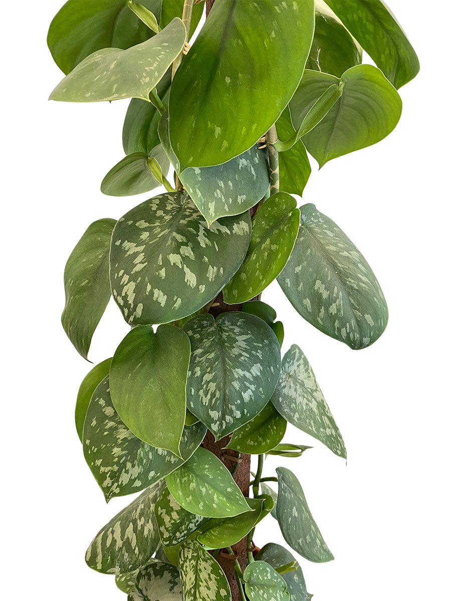 Scindapsus Pictus Trebie Moosstab