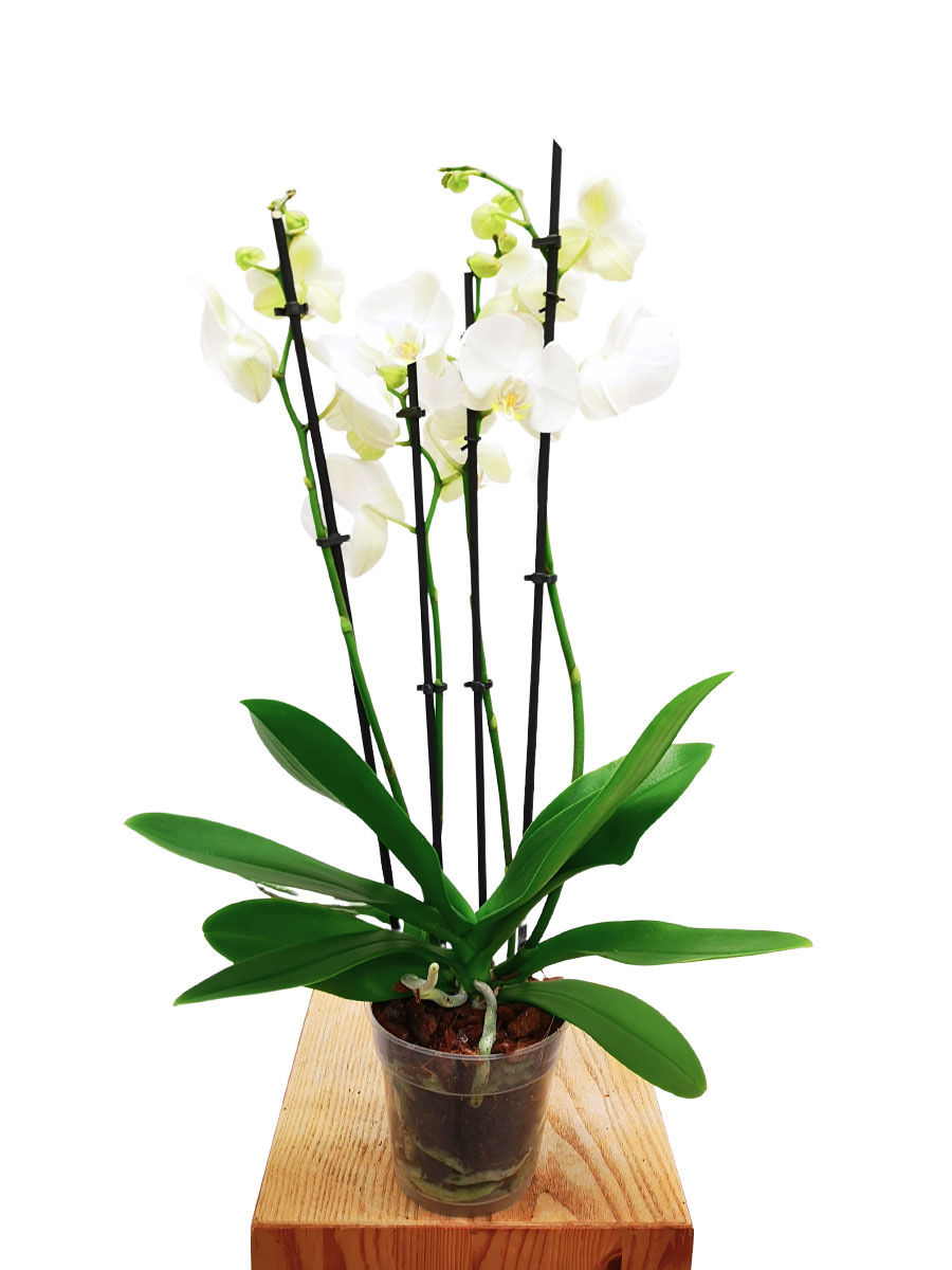 Falterorchidee Phalaenopsis Nottingham