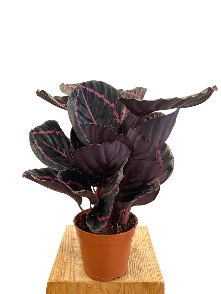 Calathea Roseopicta Dottie
