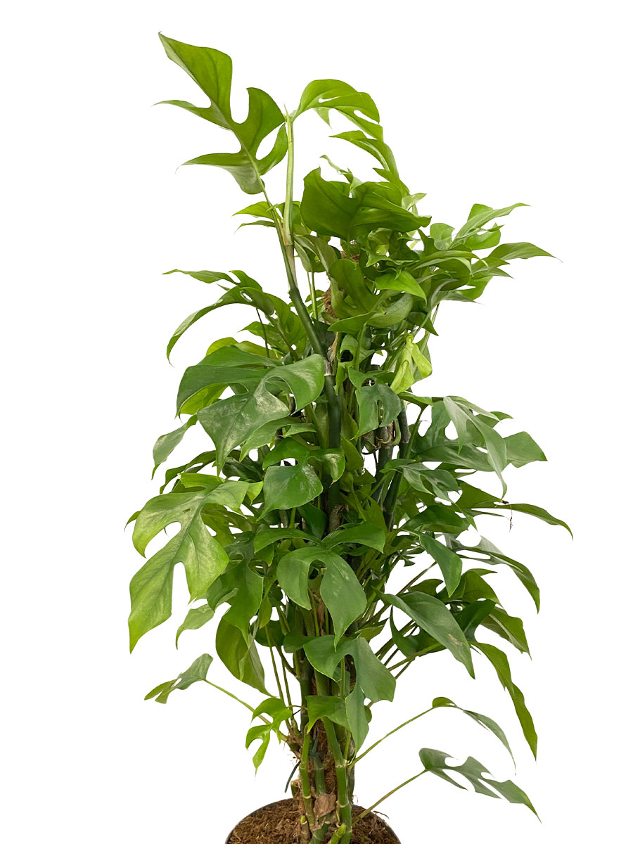 Monstera Minima Moosstab