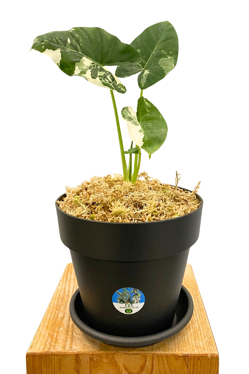 Alocasia Macrorrhiza Variegata