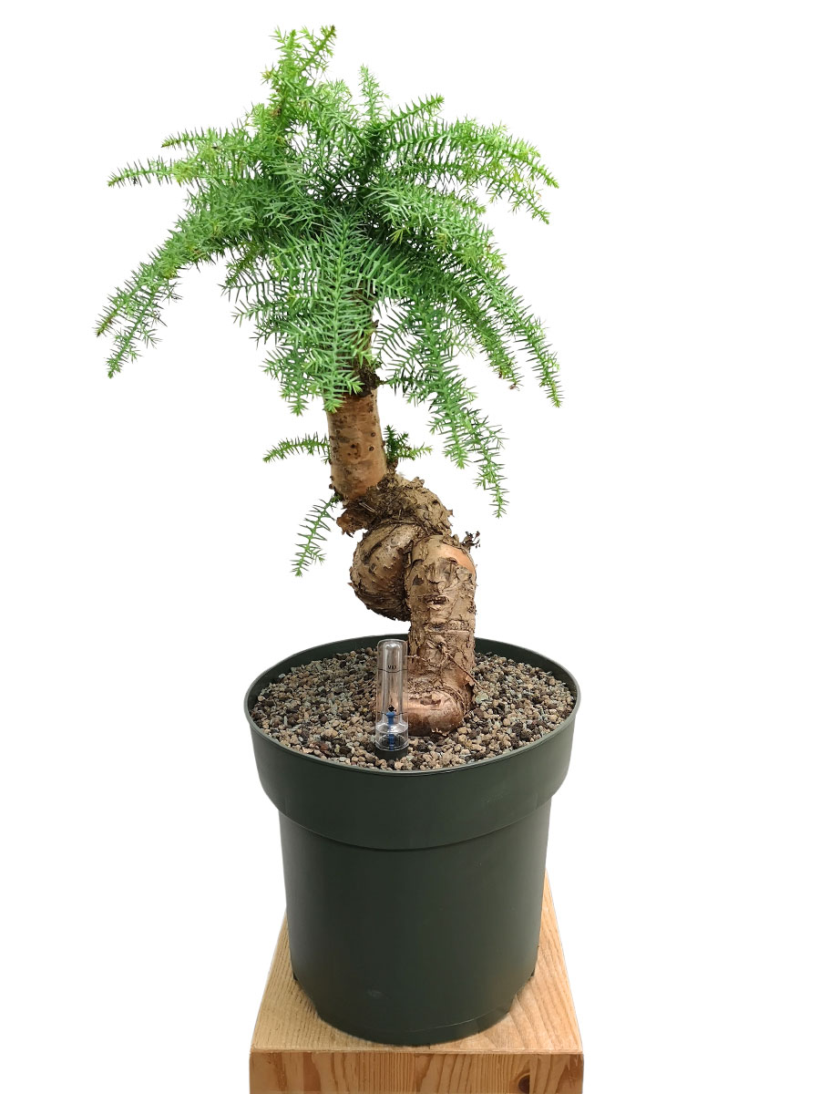 Araucaria  cunninghamii Bonsai