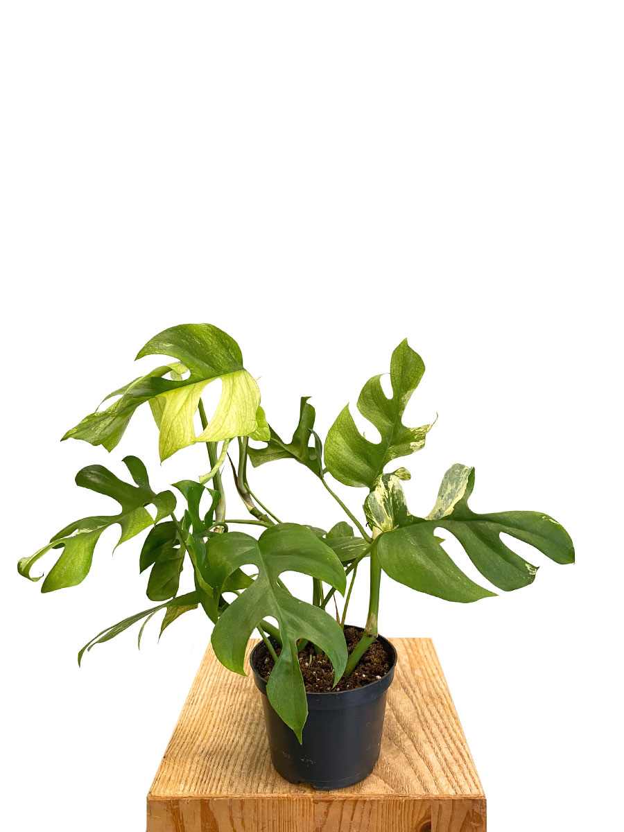 Monstera Minima Variegata online kaufen