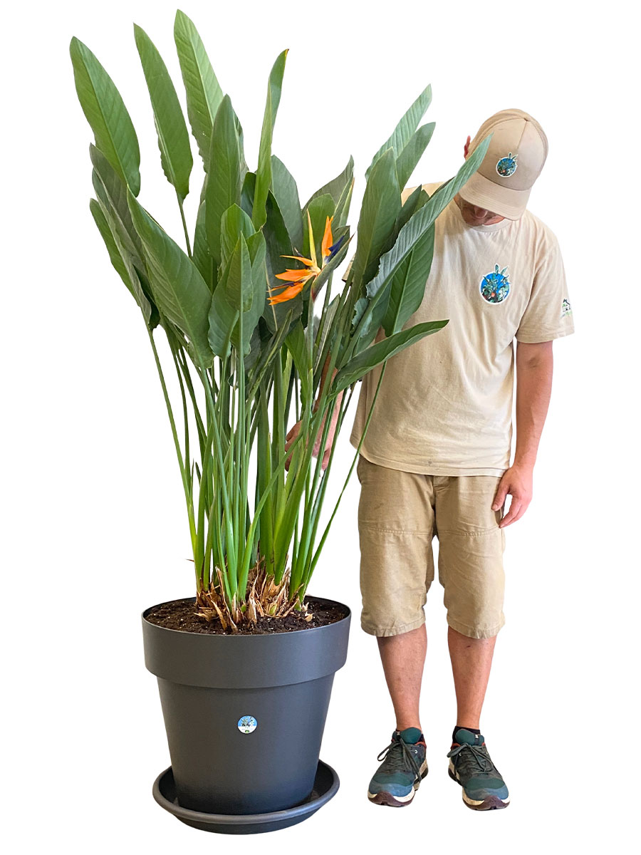 Paradiesvogelblume Strelitzia Reginae