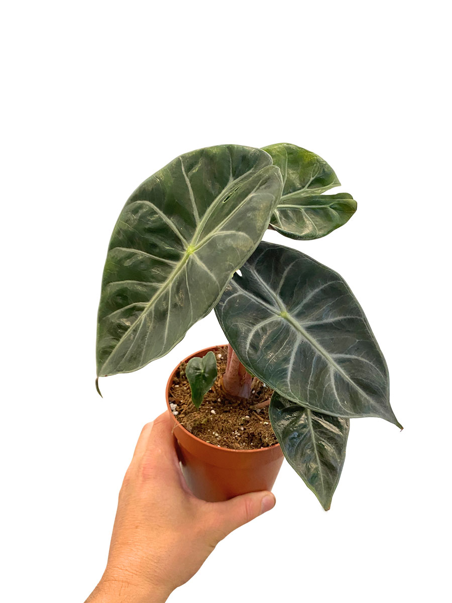Alocasia Rosa Dragon