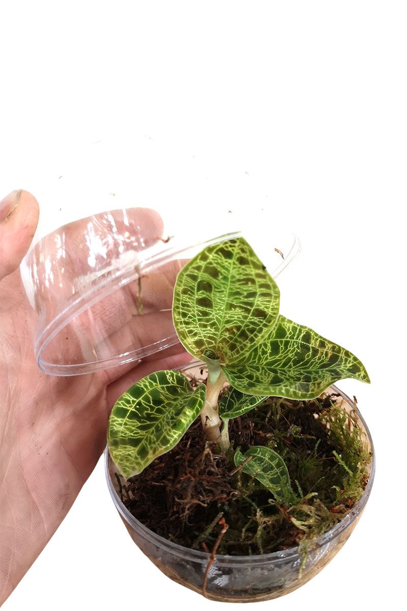 Juwelorchidee Macodes Smaragd Terrarium