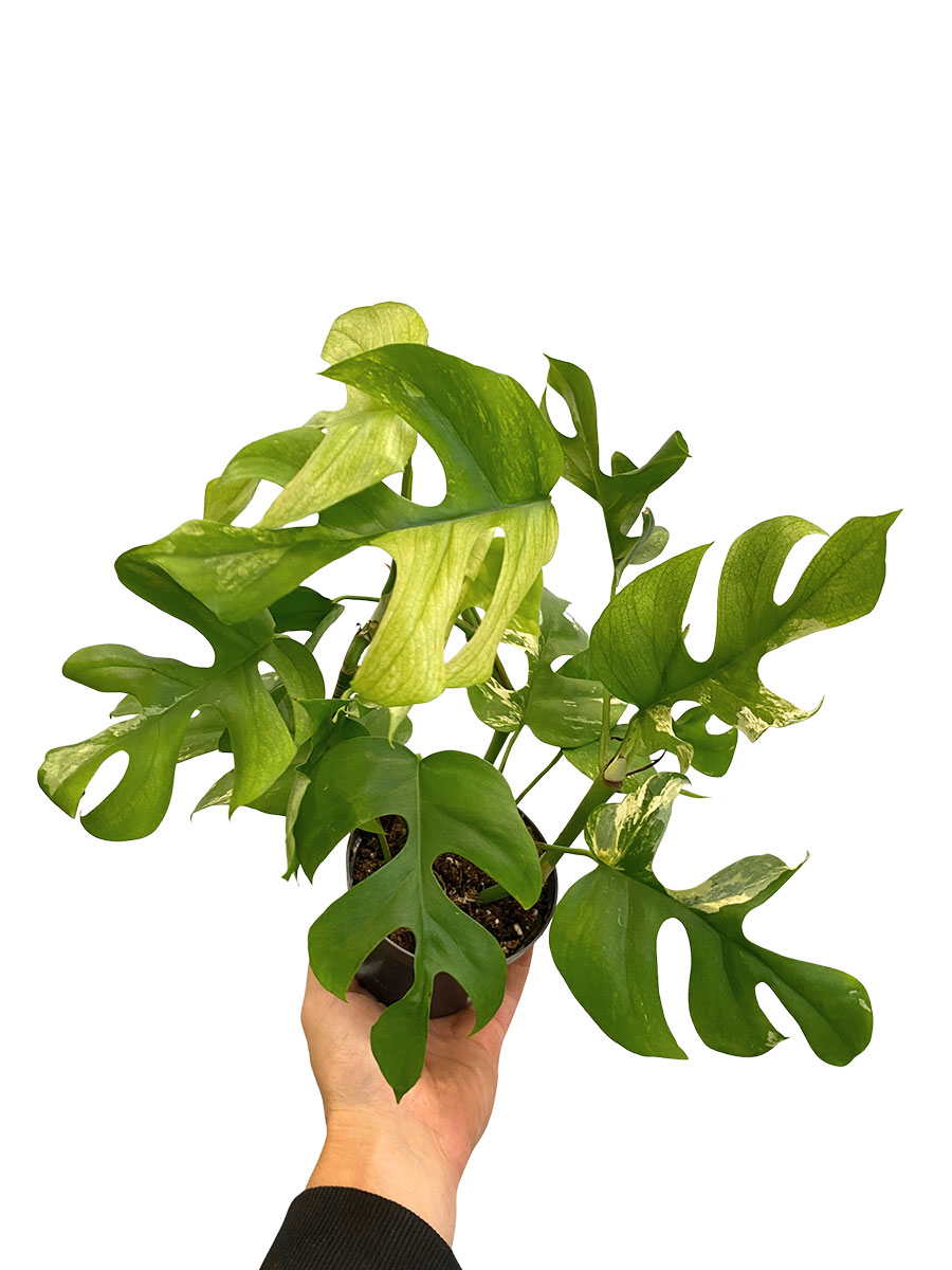 Monstera Minima Variegata
