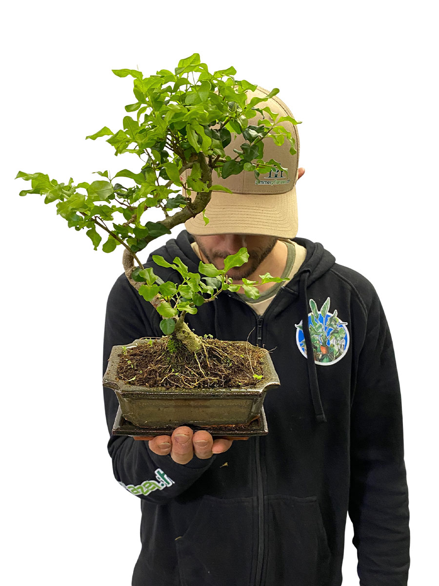 Bonsai - Ligustrum Sinense