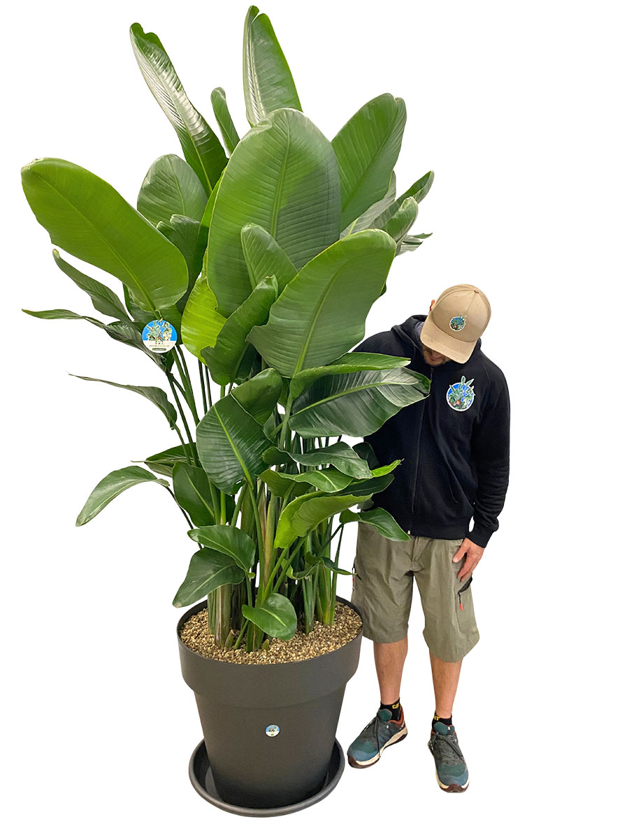 Strelitzia Nicolai - Gross