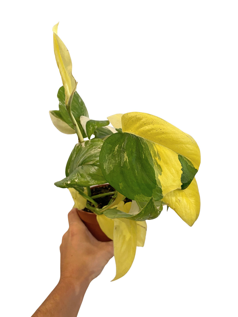 Rhapidophora Indo. Variegata