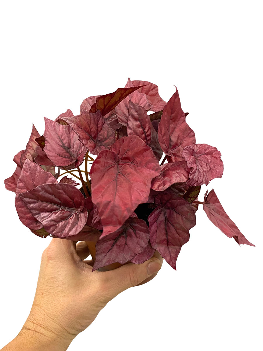 Begonia Beleaf Inca Flame