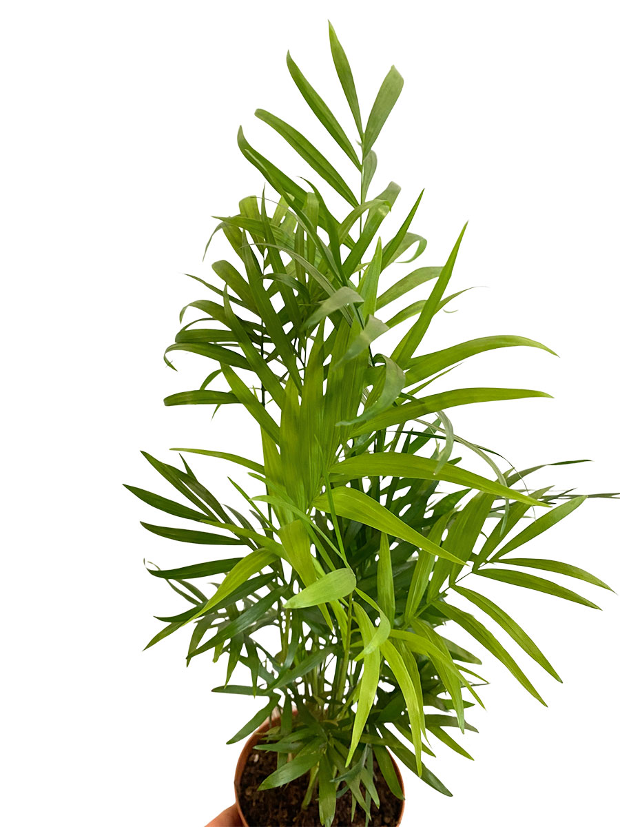Bergpalme Klein - Chamaedorea Elegans