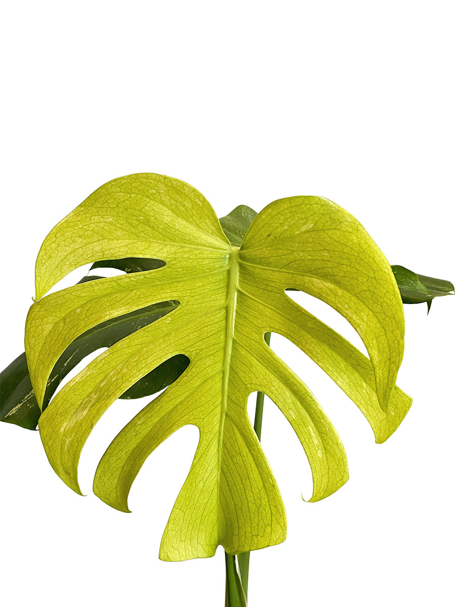 Monstera Deliciosa Mint Variegated