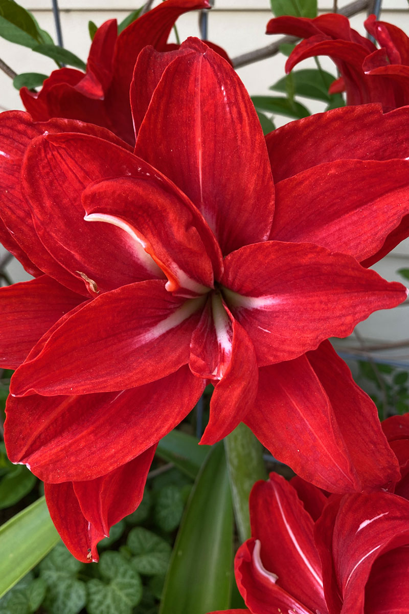 Amaryllis Hippeastrum Red Peacock