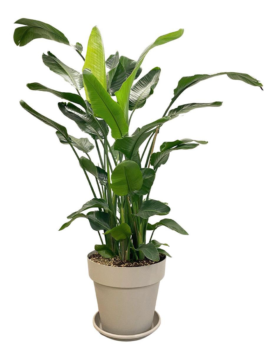 Strelitzia Nicolai - Gross