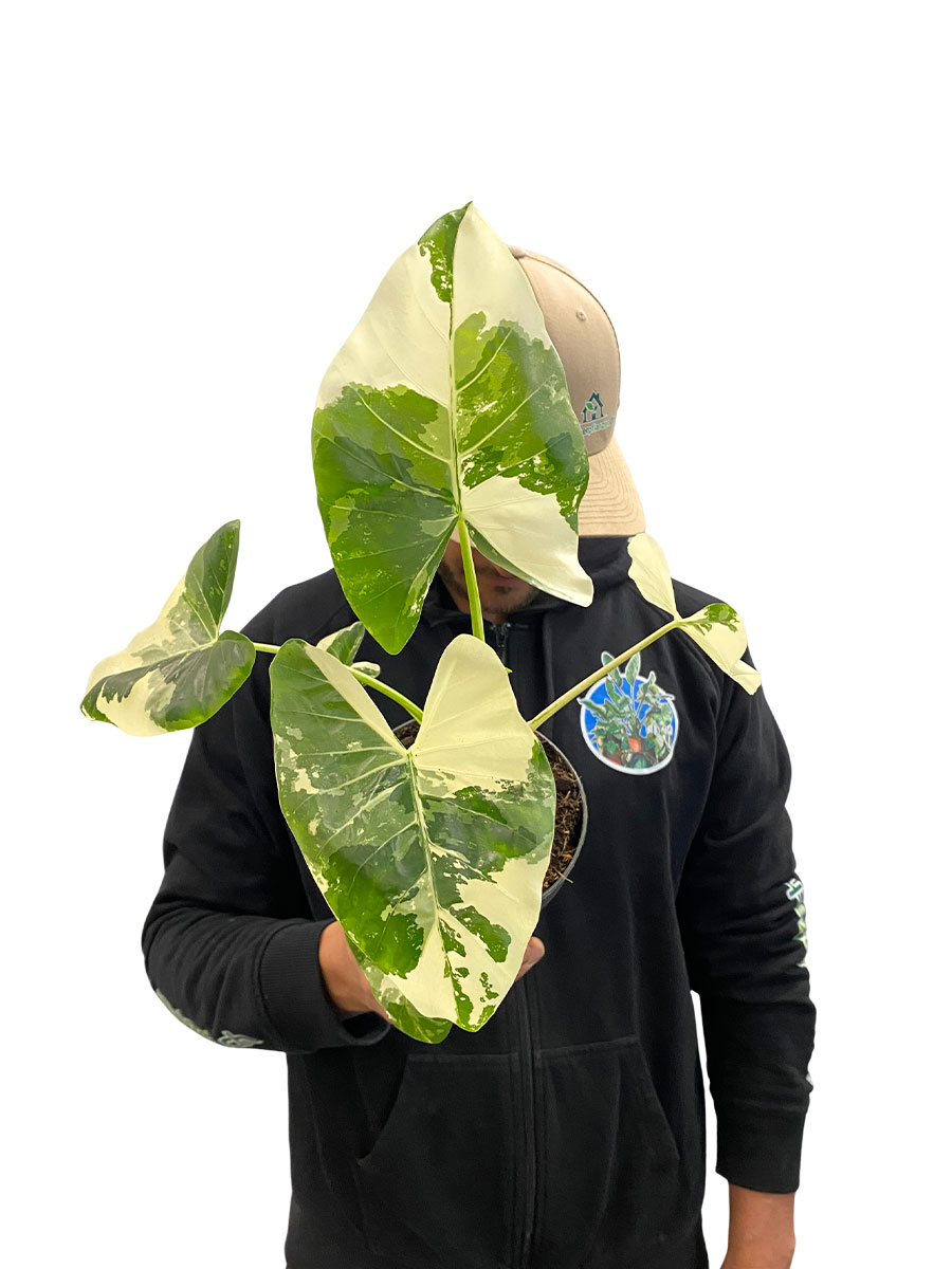 Alocasia Macrorrhiza Variegata