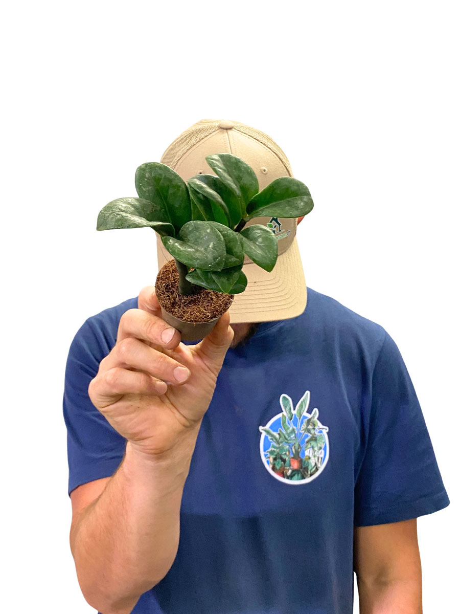Baby Zamioculcas Zenzi