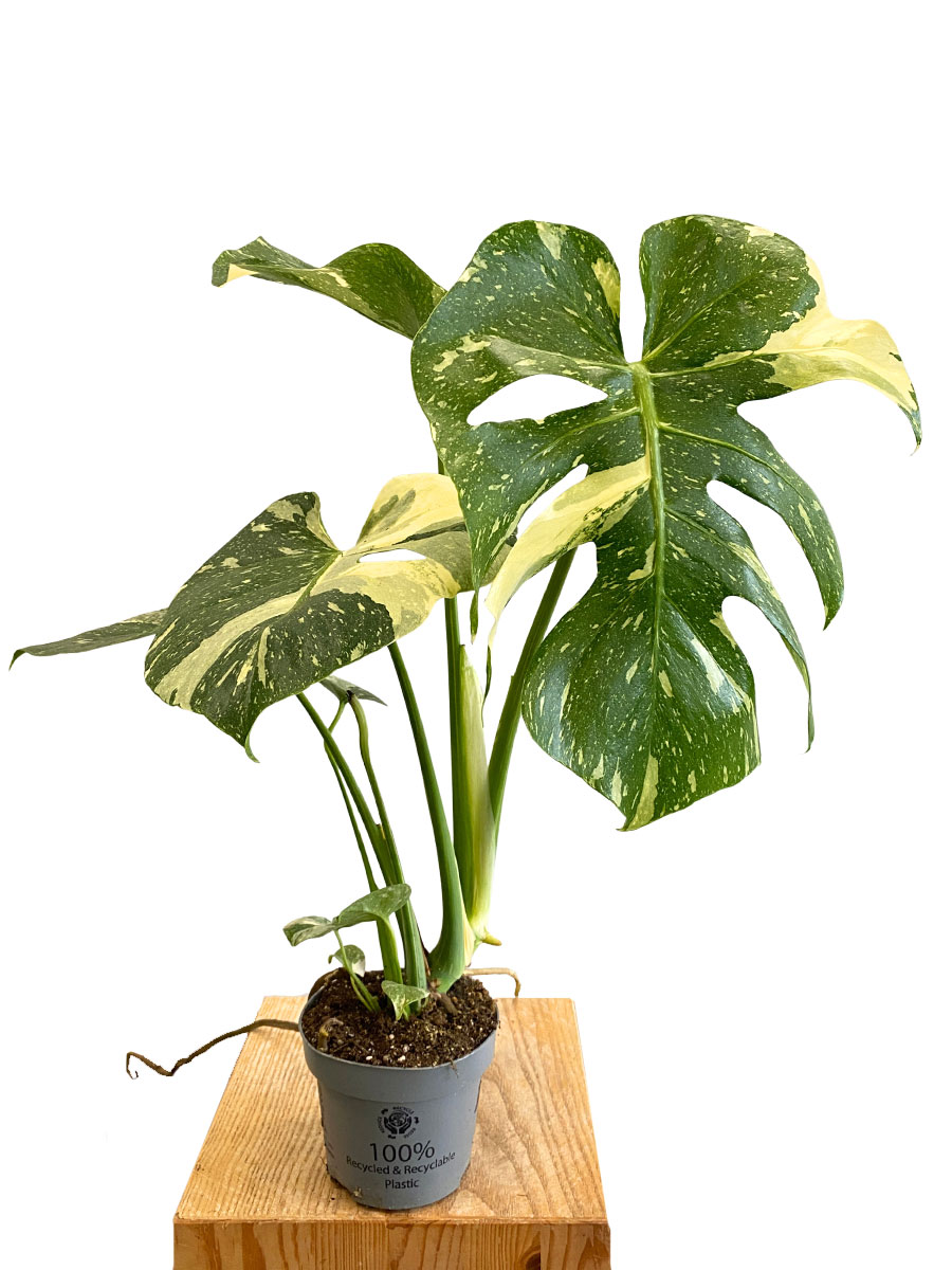 Monstera Thai Constellation