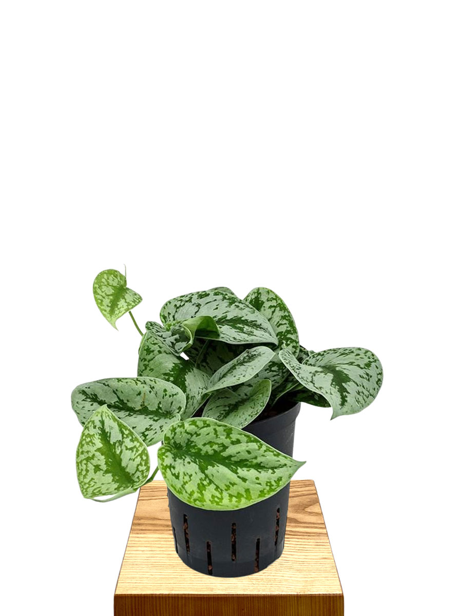 Hydro - Scindapsus pictus Trebie