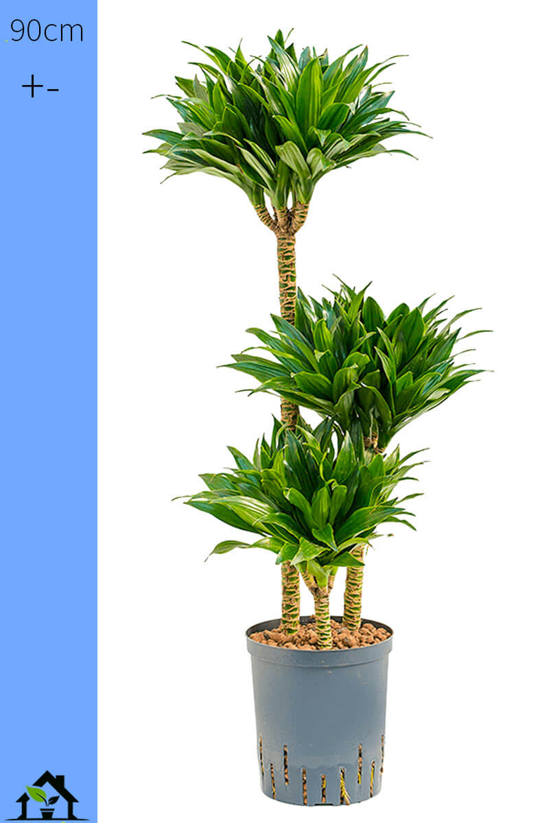 Dracaena fragrans Compacta Hydro 90cm 15/19