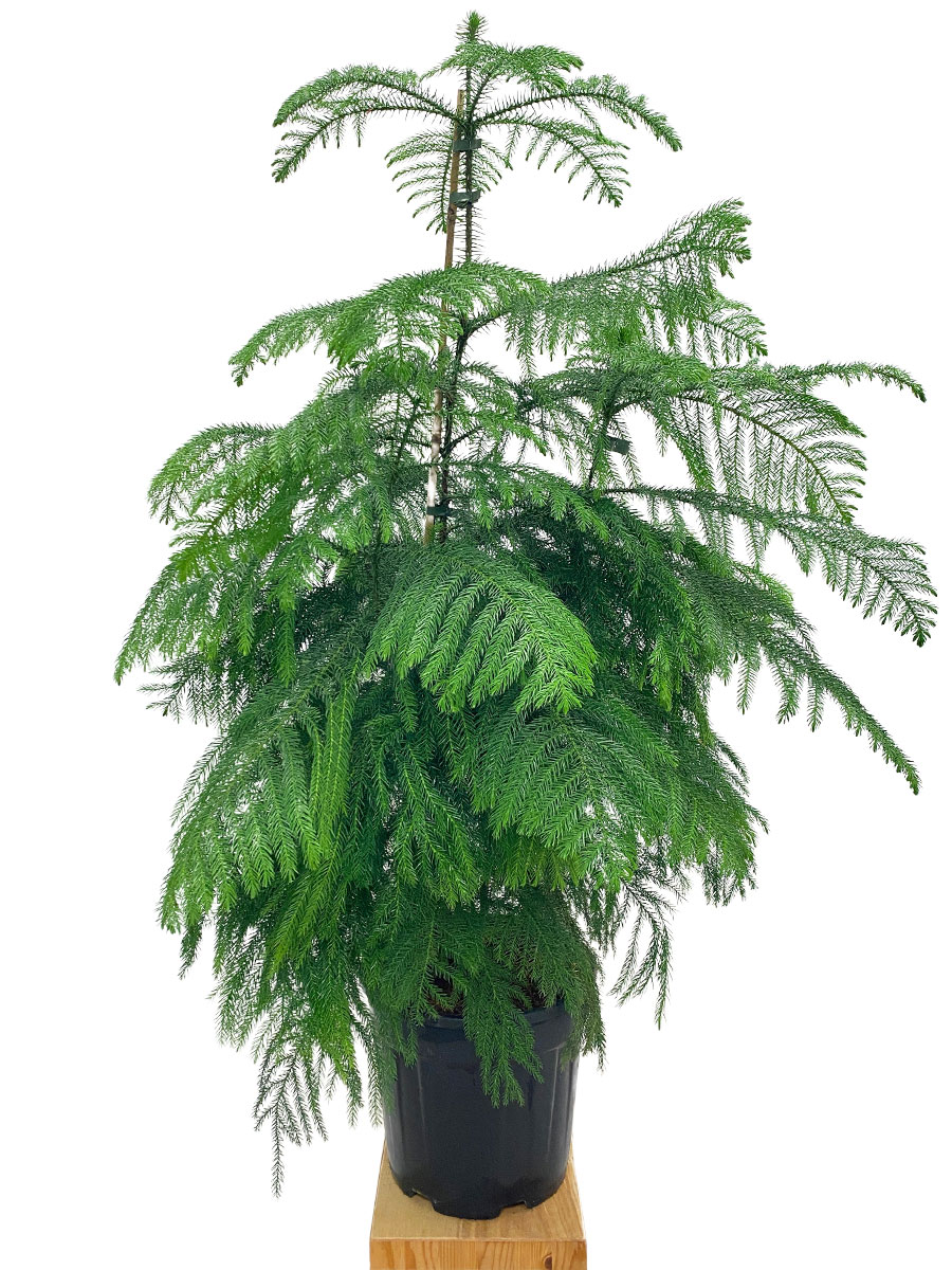 Zimmertanne Araucaria heterophylla 140cm