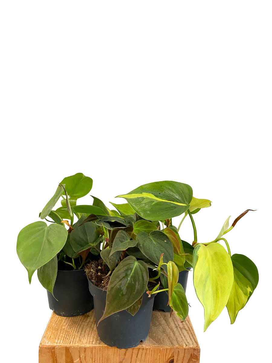 Philodendron Trio
