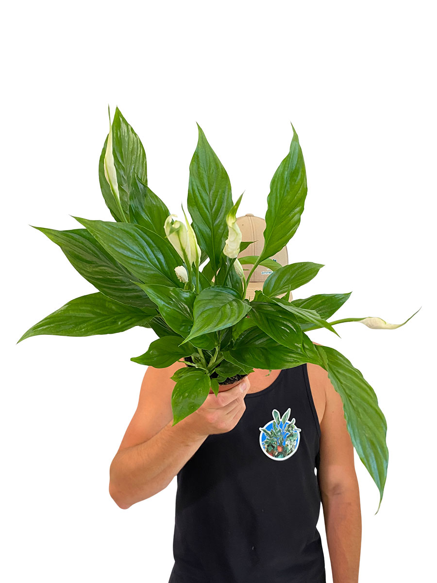 Einblatt Spathiphyllum - Ø12 cm