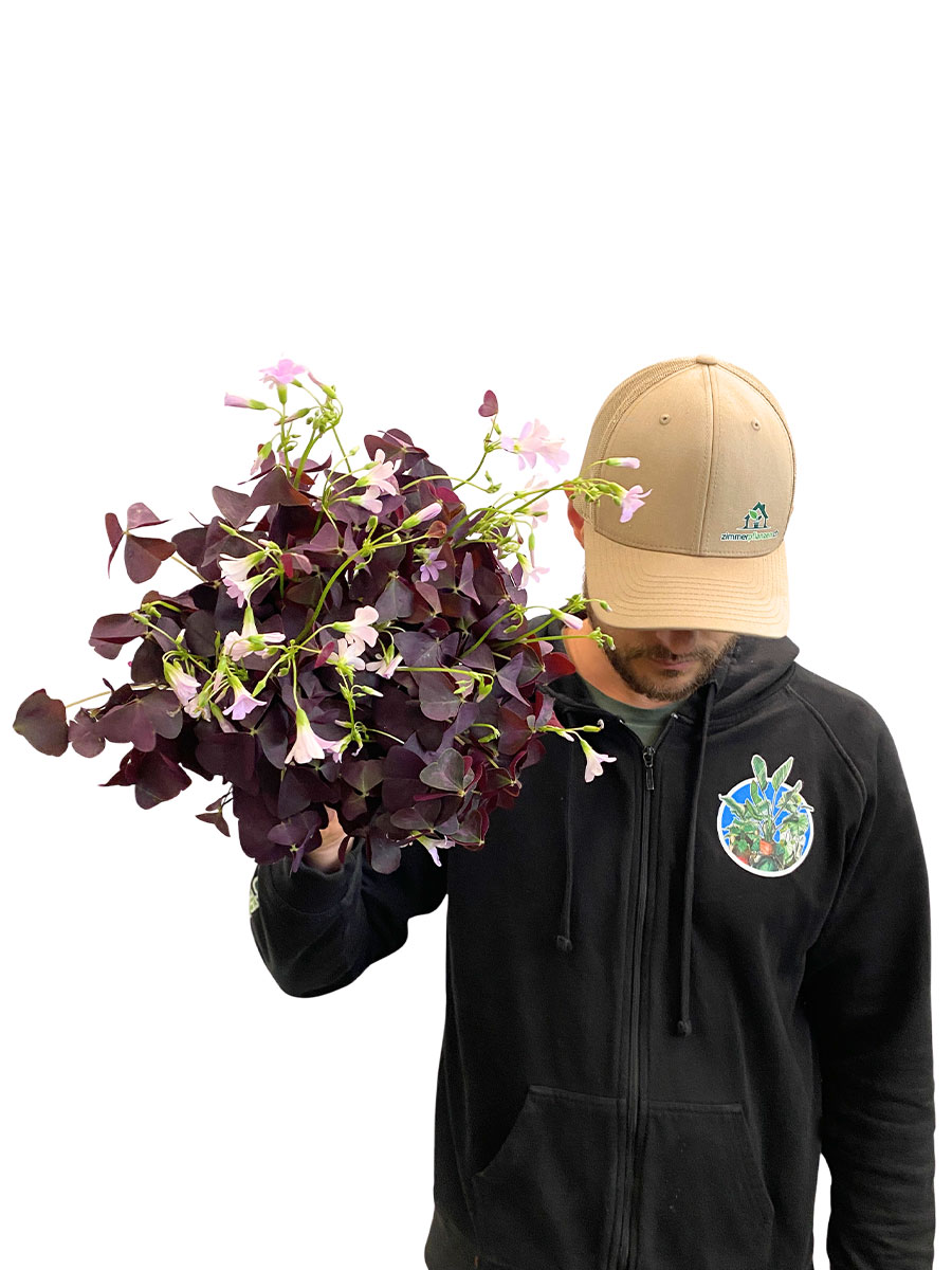 Roter Glücksklee Oxalis Triangularis