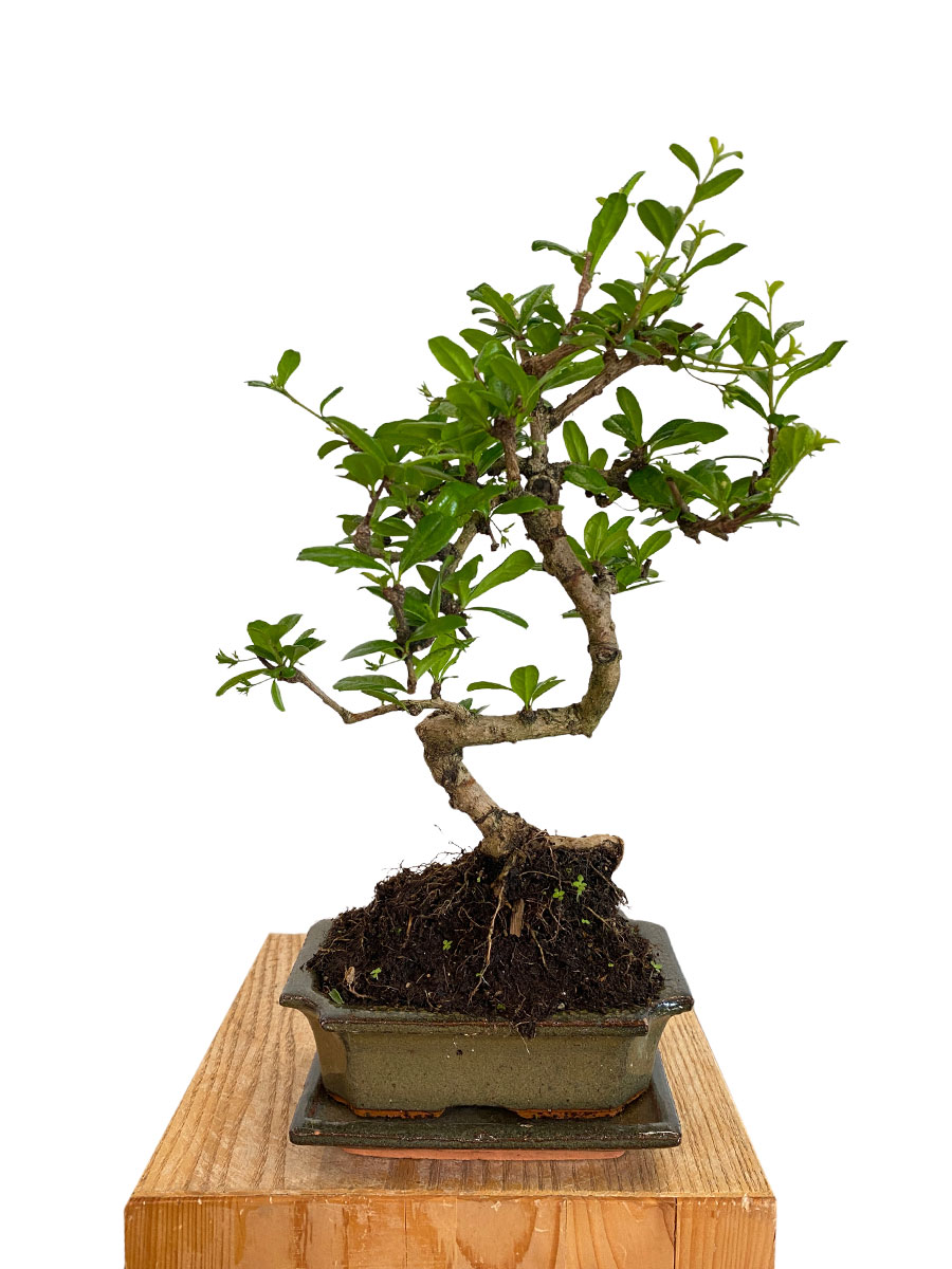 Bonsai Carmona Microphylla Schale 15cm