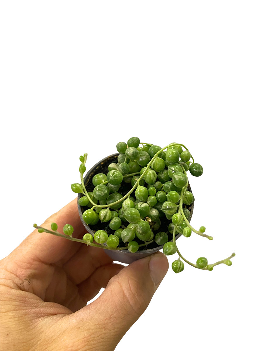 Baby Erbsenpflanze Senecio Rowleyanus Variegata