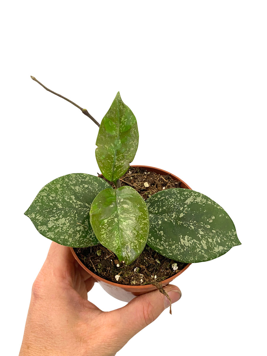 Hoya Parasitica Splash