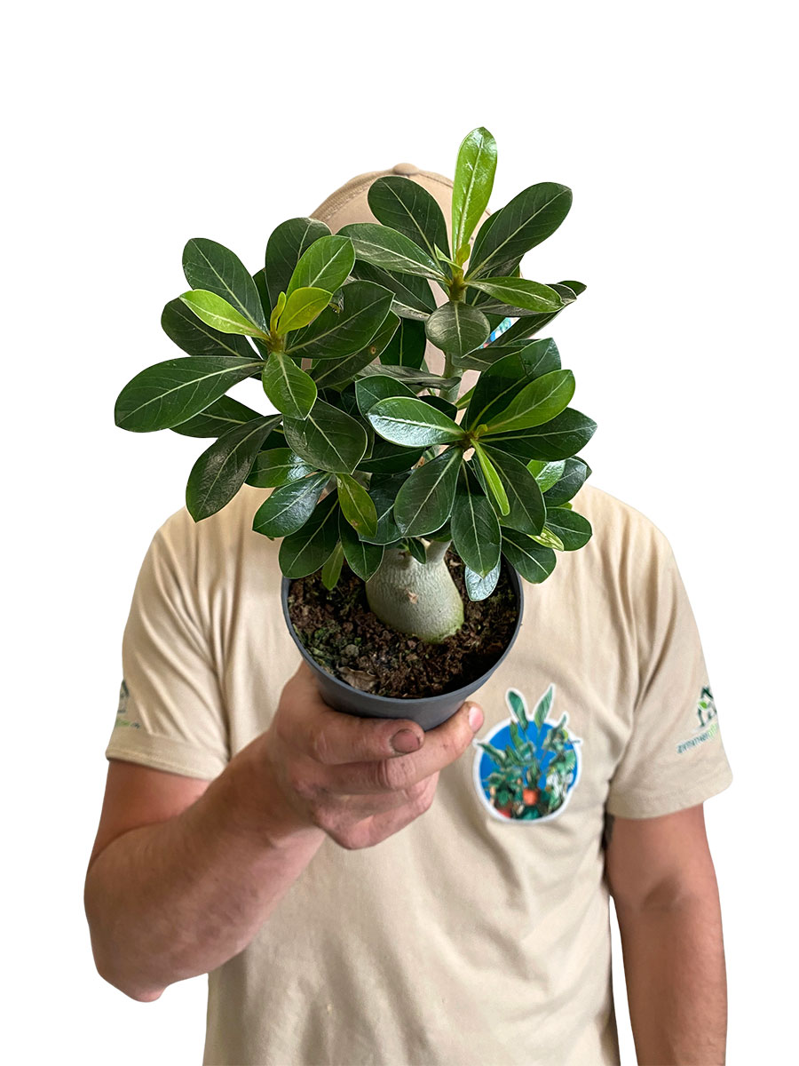 Wüstenrose Adenium Obesum