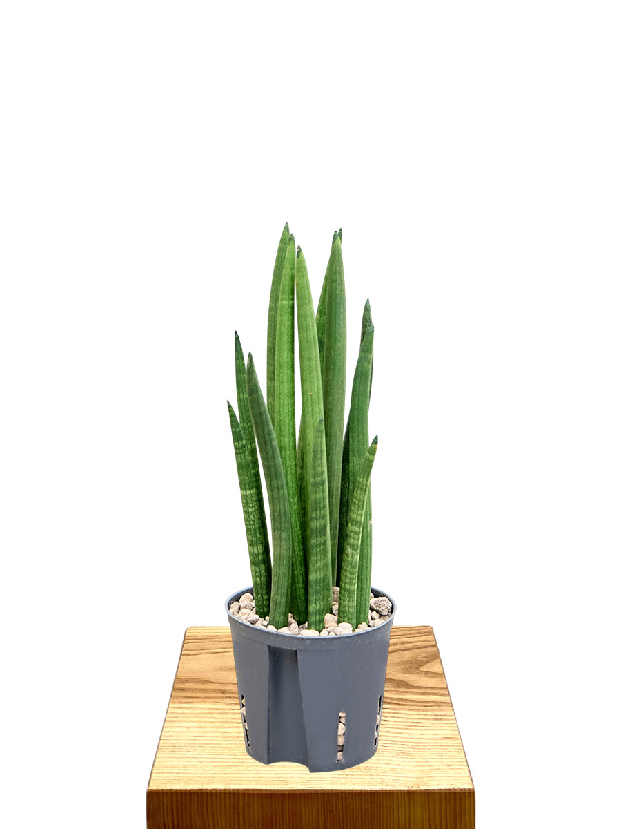 Hydro - Sansevieria Cylindrica Tower