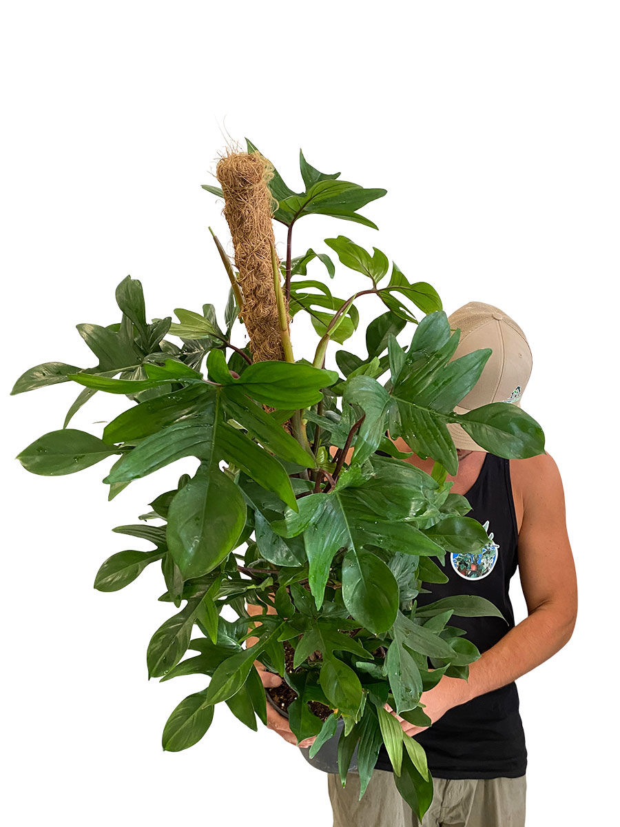 Philodendron Pedatum Moosstab - Ø21 cm