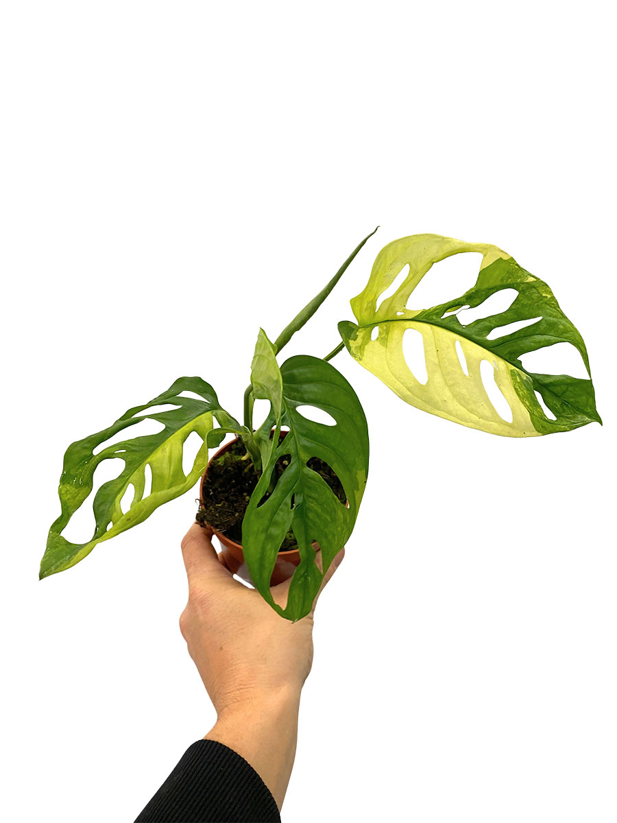 Monstera Adansonii Aurea