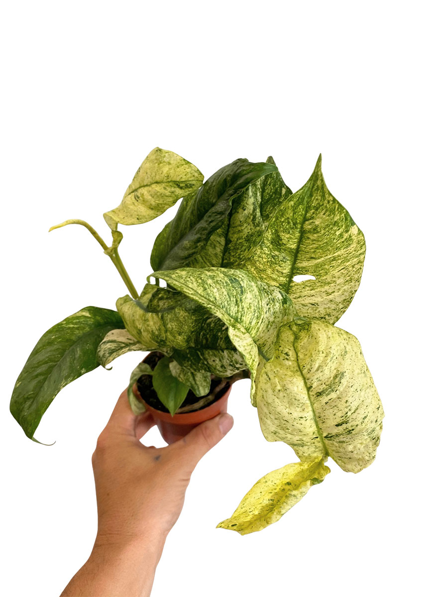 Rhaphidophora Puberula Variegata