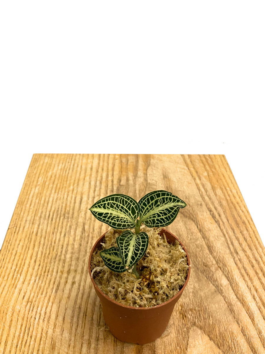 Juwelorchidee Anoectochilus Siamensis x Roxburghii