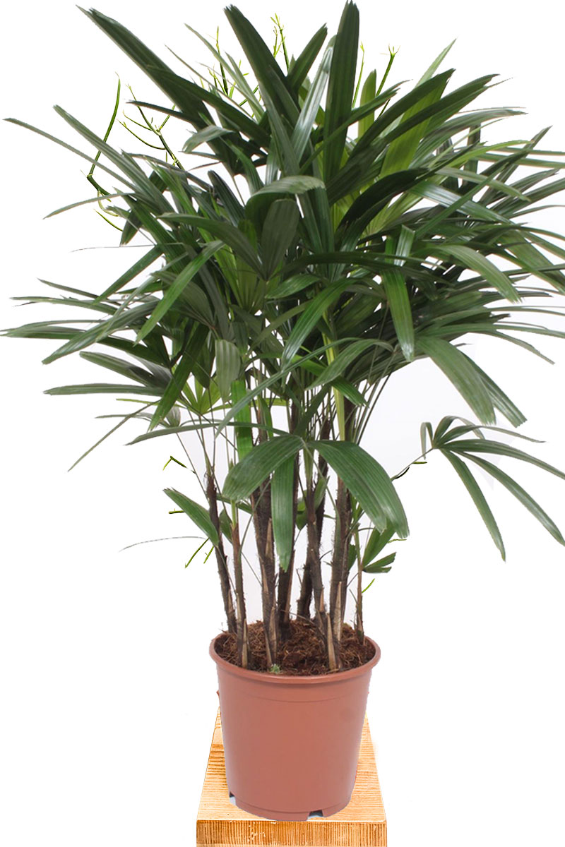 Steckenpalme Rhapis Excelsa