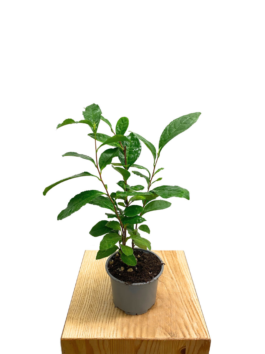 Teepflanze Camellia sinensis