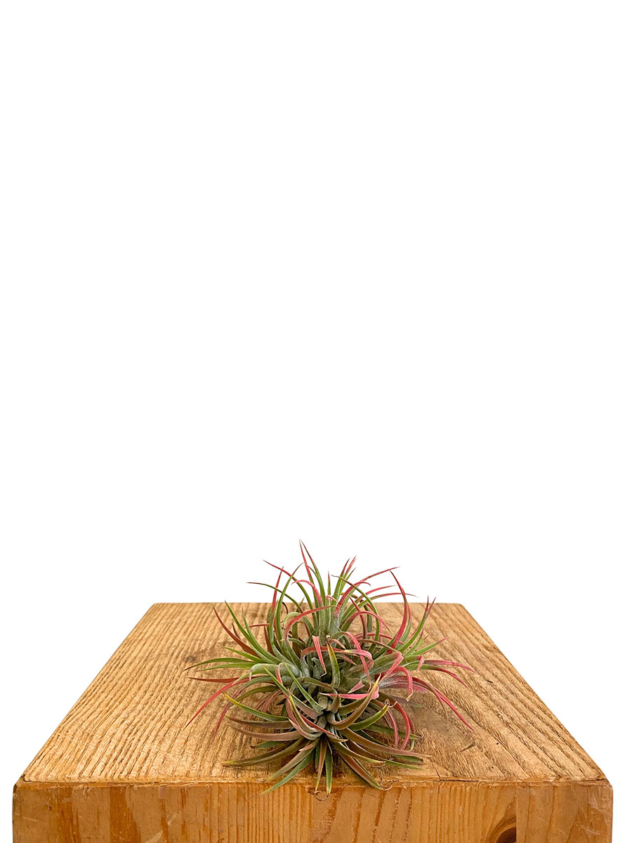 Tillandsia Red Clumb