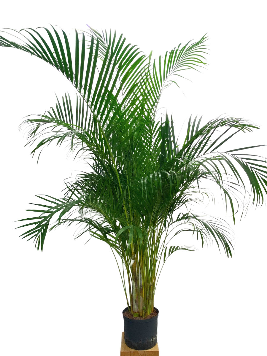 Hydro - Areca Goldfruchtpalme