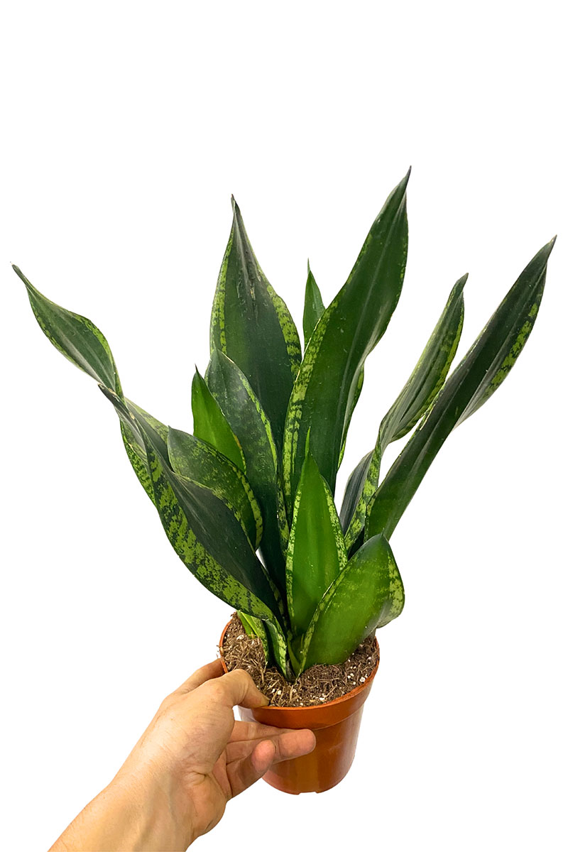 Sansevieria Silver Flame