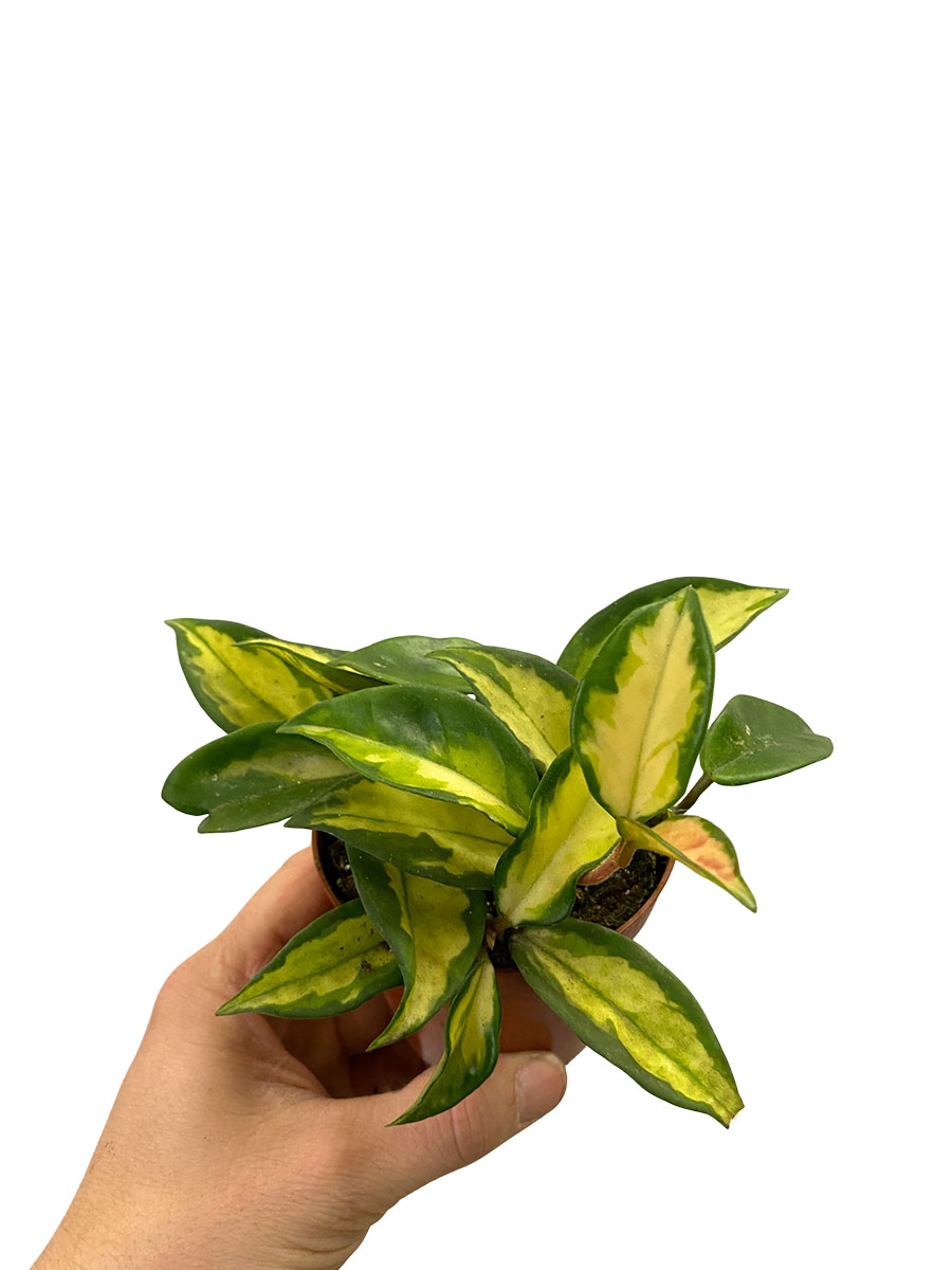 Hoya Carnosa Tricolor