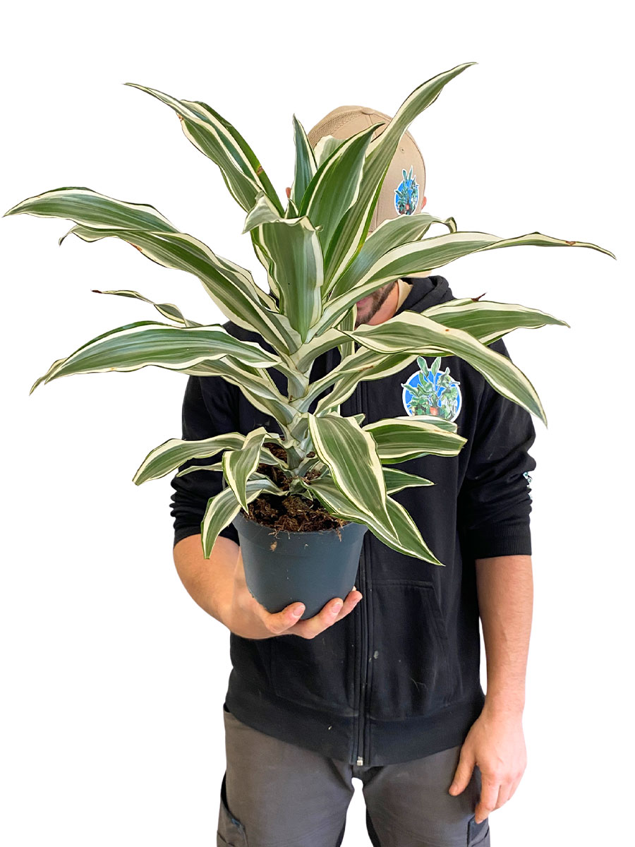 Dracaena White Jewel